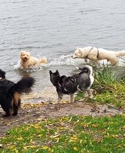 Keep Cool Dog image 11