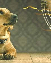 U. Hauenstein Heizung Lüftung Sanitär AG Bild 2