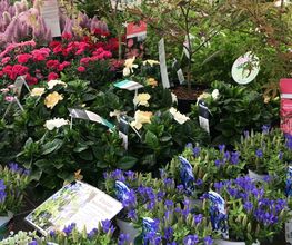 Gartenmarkt Meisenbach Bild 7