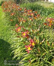 TI BEC FIN gourmandises-créoles image 13