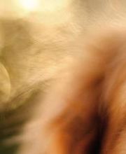 Luginbühl Tiernahrung GmbH