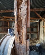 Champignon Bois Termite Isolation image 10