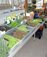 Blumen Wendler Lauf Bild 4