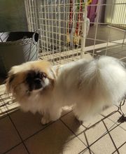 Pluto Chouet' image 7