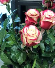 Jantzen Fleurs image 6