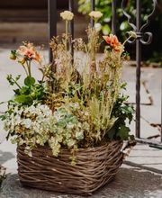 Blumen Schweizer Bild 11