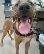 Animal Urgent Care image 2