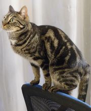 Clinique Vétérinaire du Docteur Clément image 8