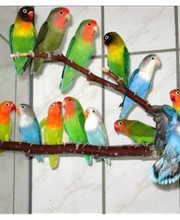 ZOO PHOENIX Silvia Gust Bild 10