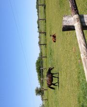 Ecuries du Chatillon image 6