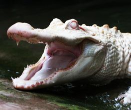 Alligator Bay image 4