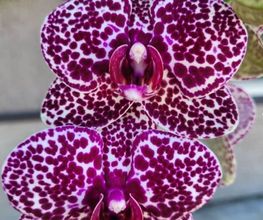 MyOrchids.shop Bild 12