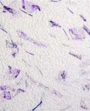 Bosco Malergeschäft GmbH Bild 10