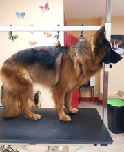 AU TOUTOU MARANS image 10