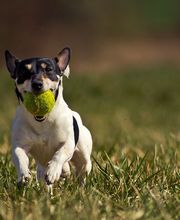 CLÍNICA VETERINARIA DEL VAL imagen 10