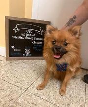 Brookhill Animal Hospital image 12