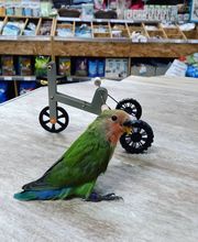 AmaitaVet Clínica Veterinaria imagen 5