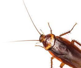 Bio Pest Services B.P.S. image 4
