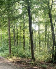 FriedWald Bad Berka Bild 7