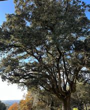 Au Gré Des Arbres image 2