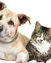 Kleintierpraxis Lindengarten Bild 1