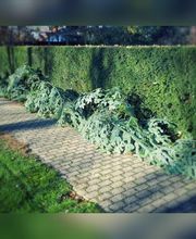 Andreas Steger, Forst- und Gartenservice Bild 4
