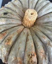 Préau Guilloteau Virginie image 1