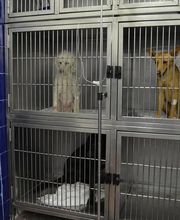 CLÍNICA VETERINÀRIA REUS imagen 10