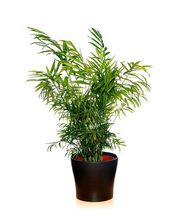 Floristería Casa Basusta Loradenda imagen 8