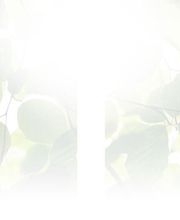 Dirk Schoebel Garten- und Landschaftsbau Bild 3