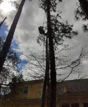 Hall's Tree Service image 2