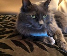 Gato_Cevemir.jpg