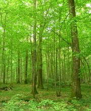 La Forestière - Agence Nord-Est image 3