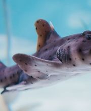 Im SEA LIFE München könnt ihr die größte Hai-Vielfalt Deutschlands bestaunen!
