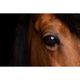 Kerstin Wiese Praxis für Traumafachberatung und Therapeutisches Reiten