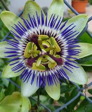 Gartenbau Meister AG Bild 11