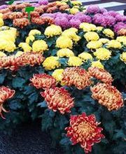 Le Saint Horticulture image 3