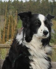 Hundeschule Guggisberg Bild 2