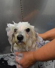 CLÍNICA VETERINÀRIA REUS imagen 4