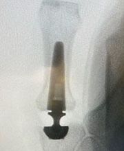 Dr. Jessie Lamouille Bild 2