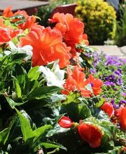 Garten - und Grundstückservice Busch