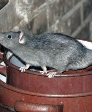 Antinuisible2.0 image 4