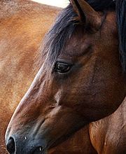 Ecuries Thierry Klein image 1