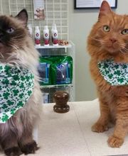 Apple Valley Veterinary Clinic image 5