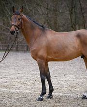 Reitsportzentrum St. Josefen AG Bild 13