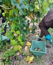 Le Vignoble de Montépilloy image 2