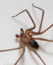 OPC Pest Services - Thornton image 13