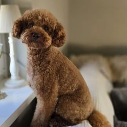 Flauschige Pfötchen