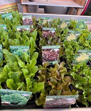 Plants de Salades 