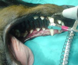 clinica-veterinaria-nuria-vazquez-limpieza-boca-05.jpg
